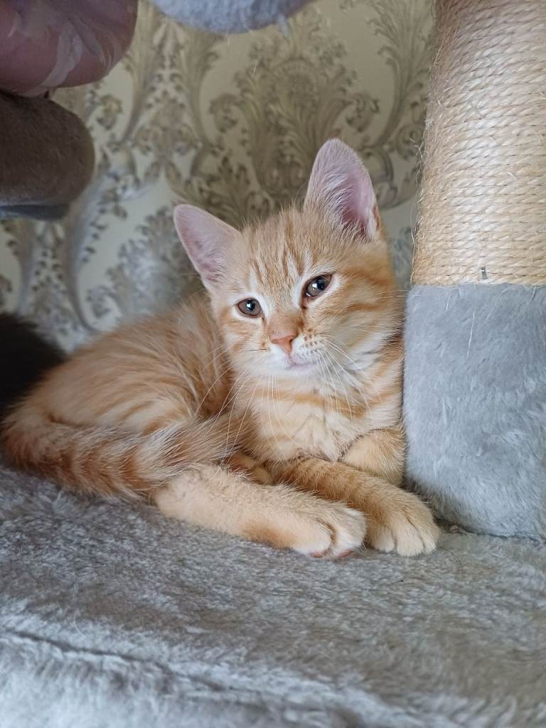 BEAUTIFUL KITTENS LOOKING FOR THEIR FOREVER HOMMES