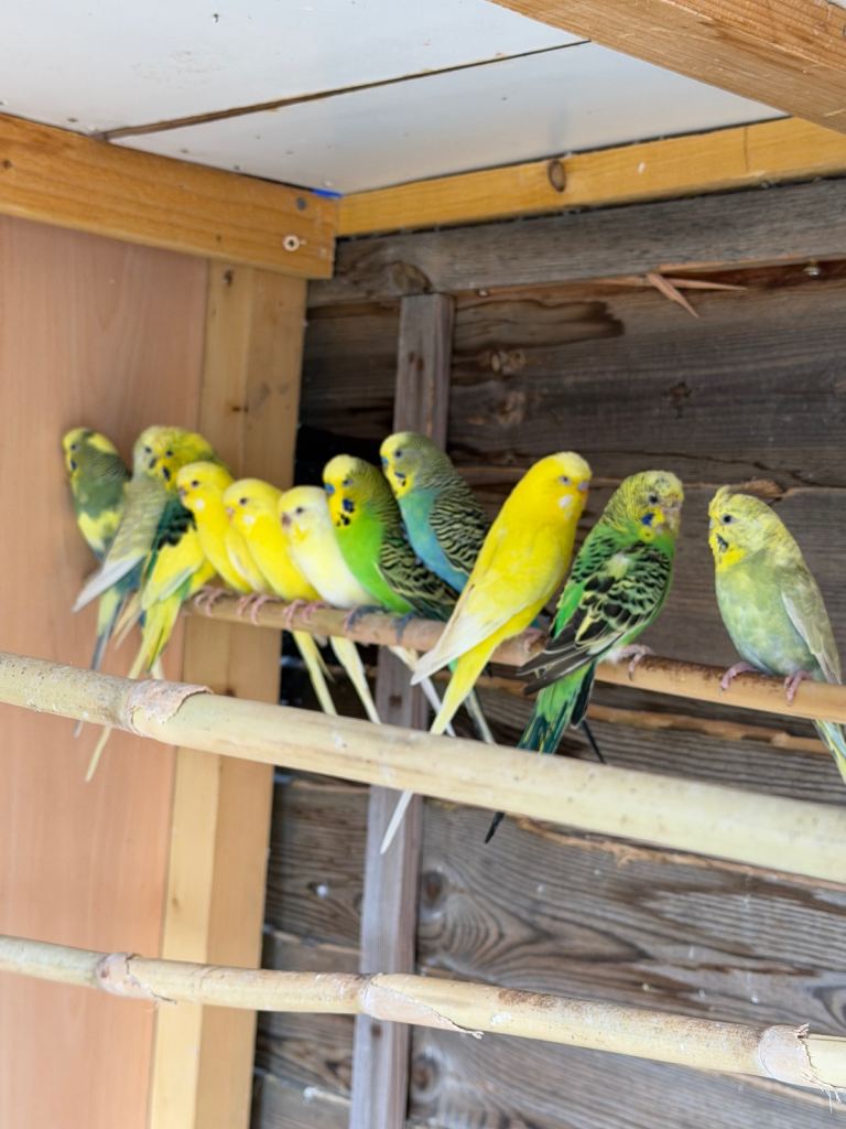 Budgies 