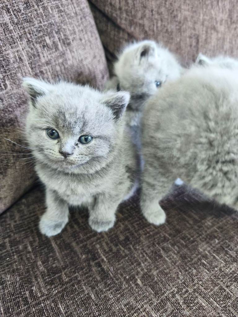 British short hair kittens