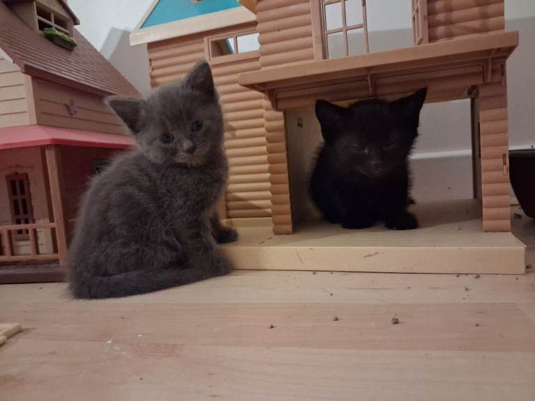 Kittens for sale