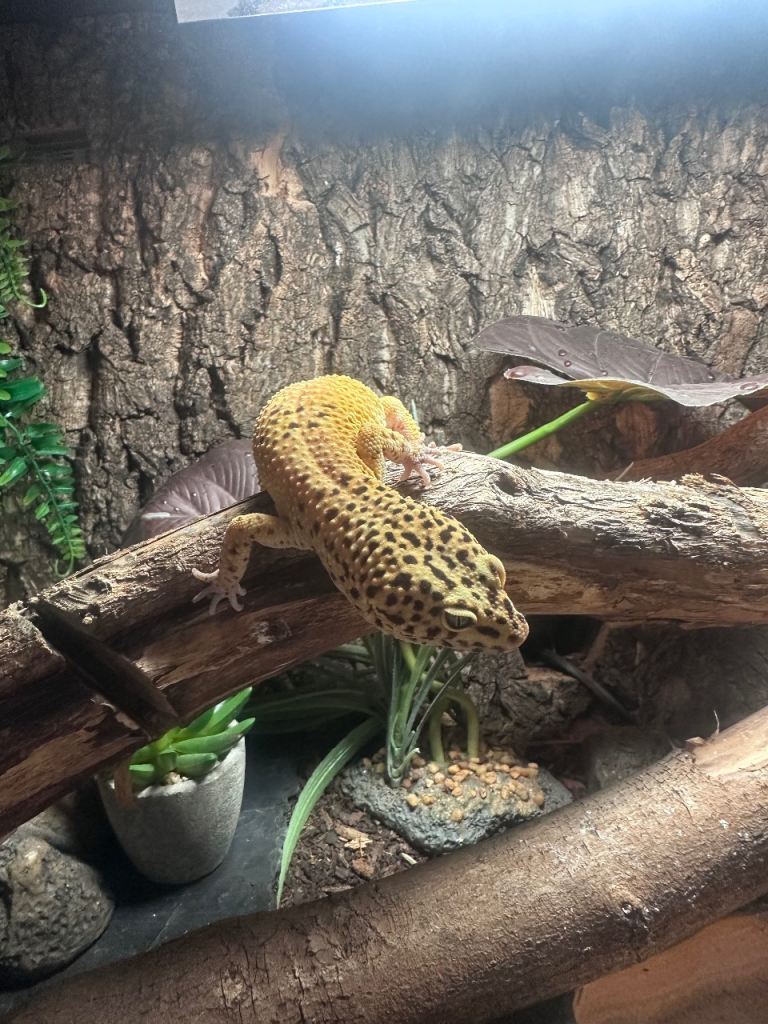 Green and tangerine leopard gecko male