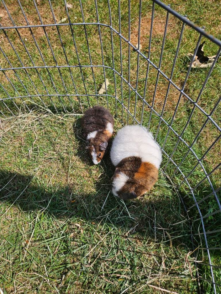 Guinea pigs