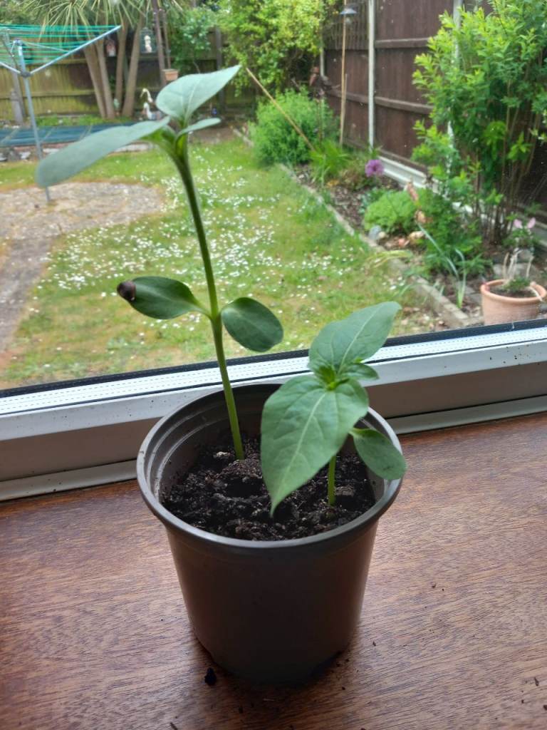 Sunflower plants