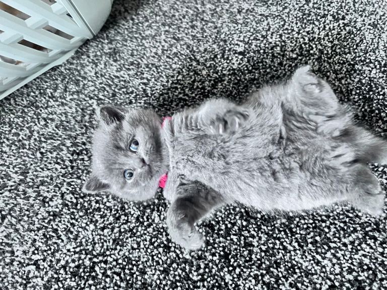 Rehoming British shorthair kitten
