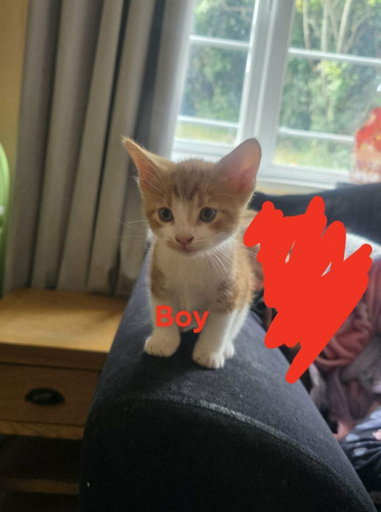 Kittens 