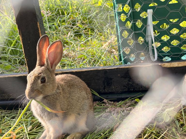 Lovely 8 week old rabbits for sale