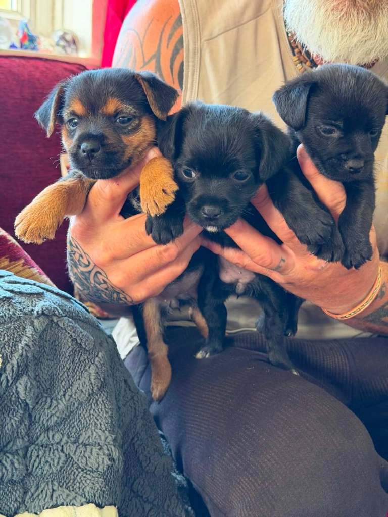 Border Terrier X Patterdale pups
