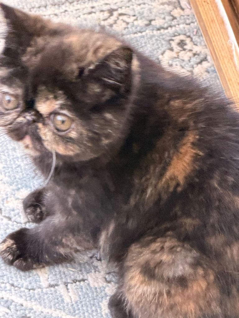 Beautiful Sassy GCCF registered tortoiseshell kitten 