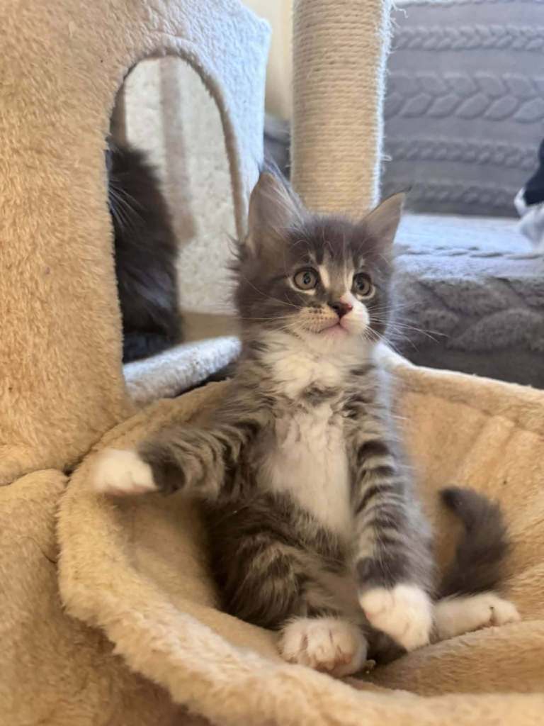 Beautifull Maine coon Kitten