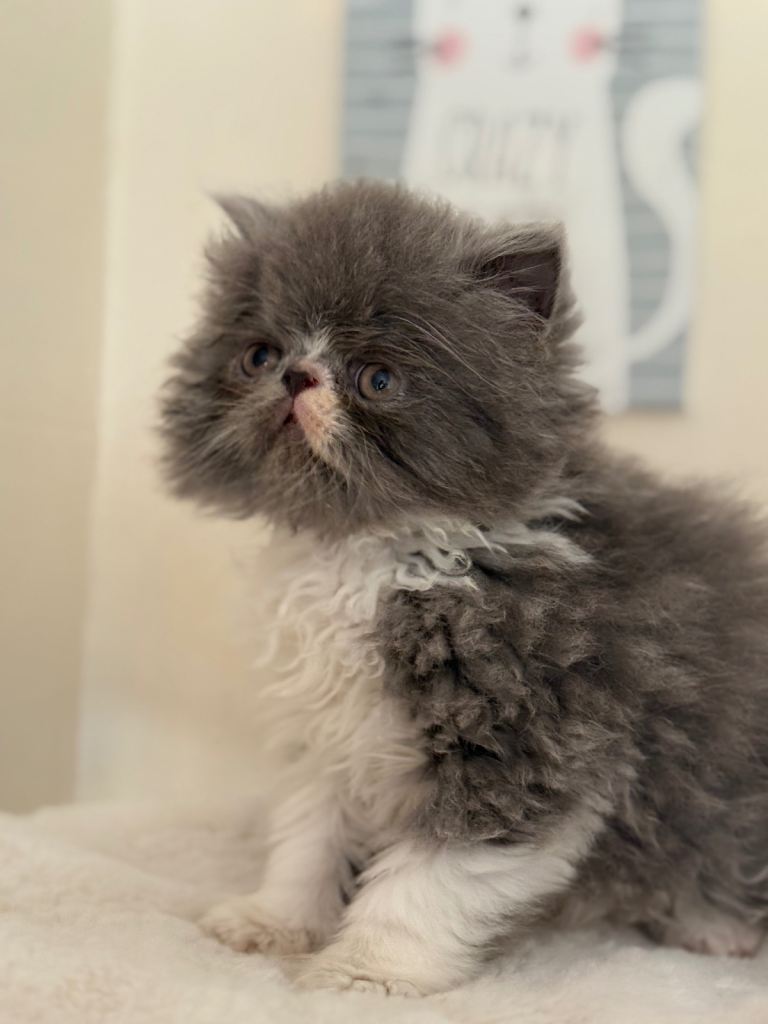 GCCF registered Persian kittens 