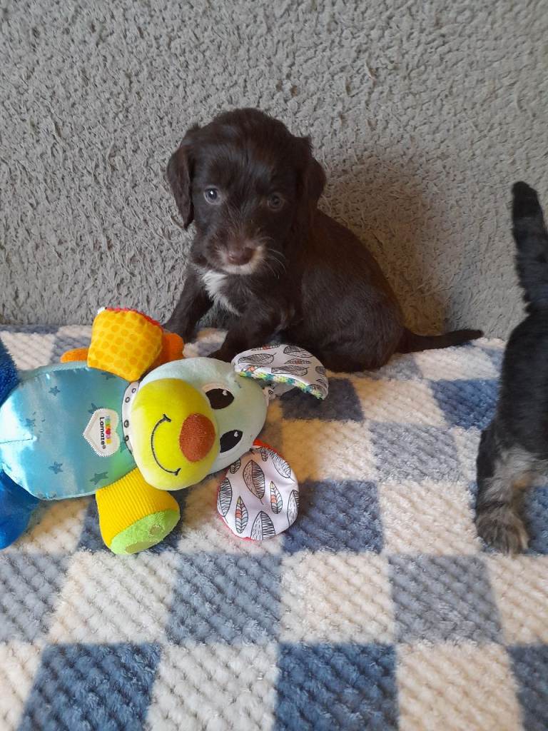 Gorgeous Mini Sproodle pups. 