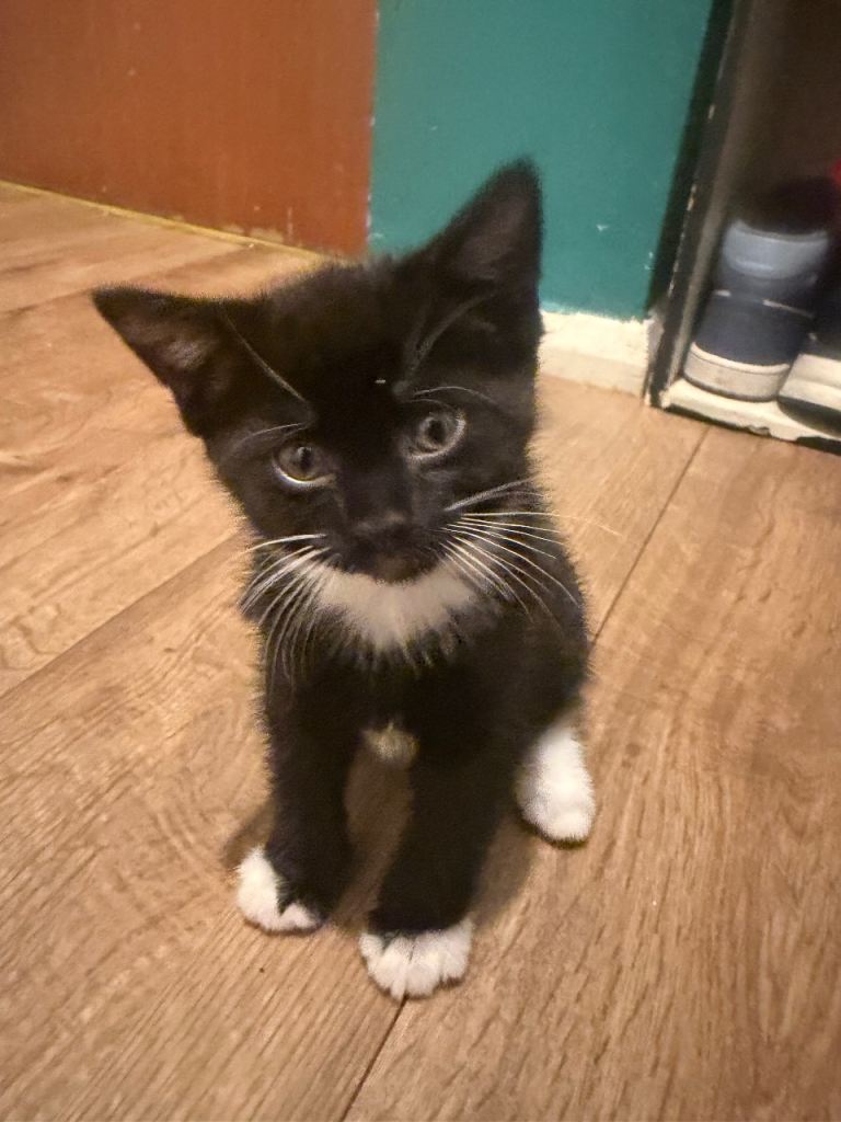 Kitten available 