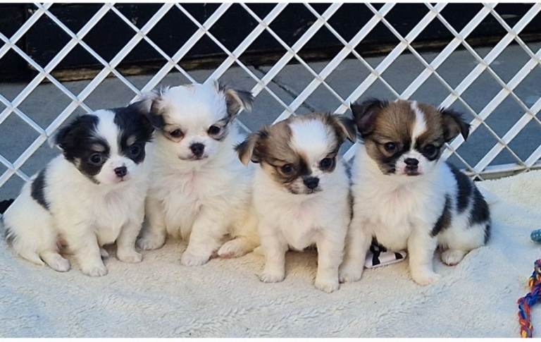 chihuahua puppies 