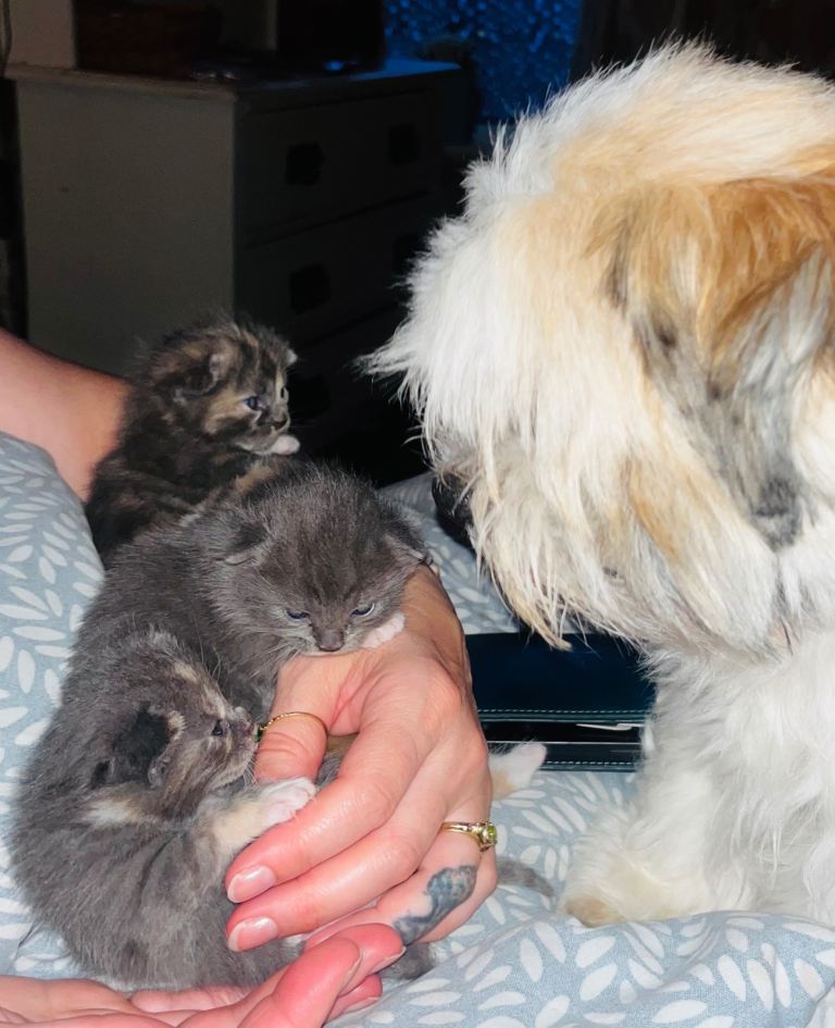 4x kittens grey/white and tri colour