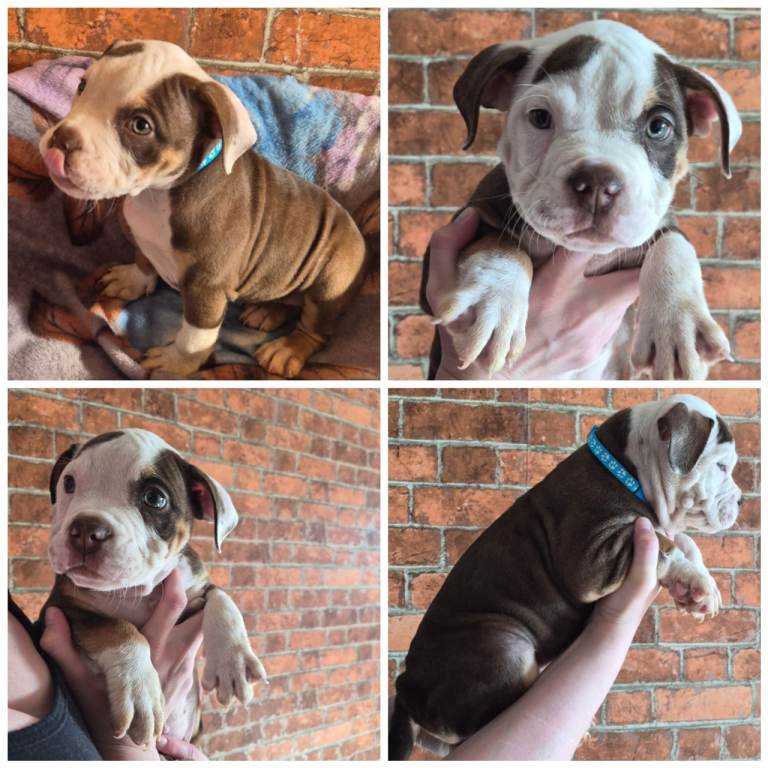 BULLDOG PUPPYS FOR SALE READY TO LEAVE 