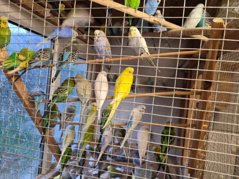 Budgies for sale 