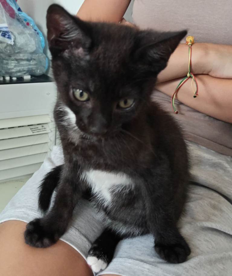 Kitten 