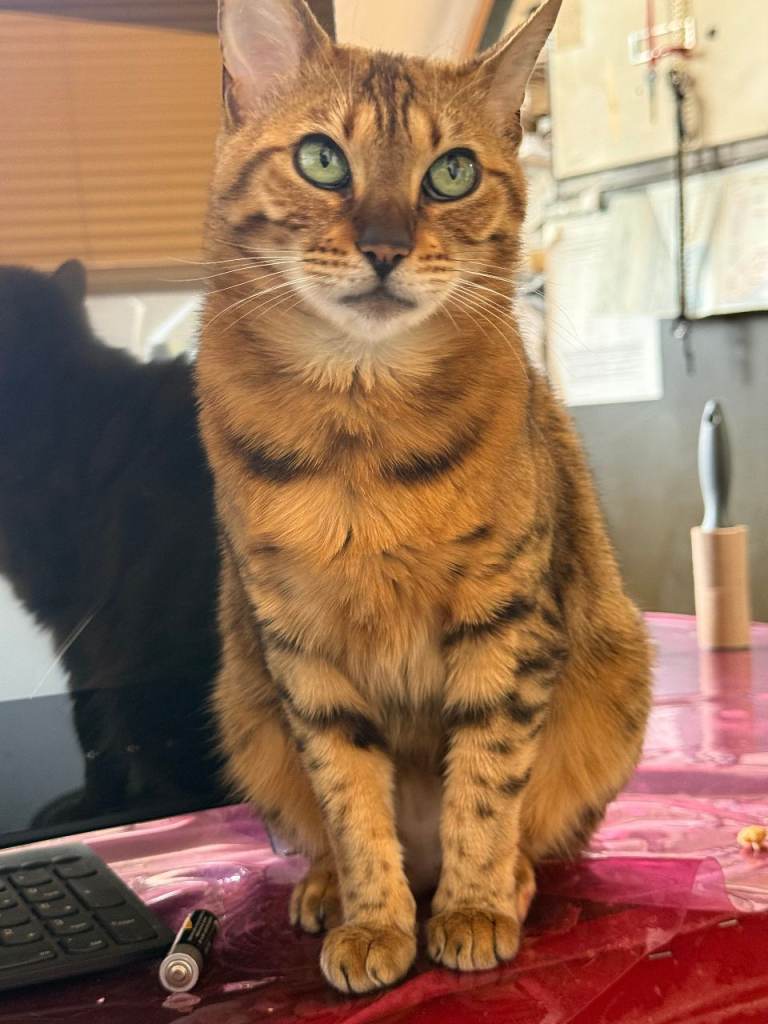 Female Friendly Bengal mother