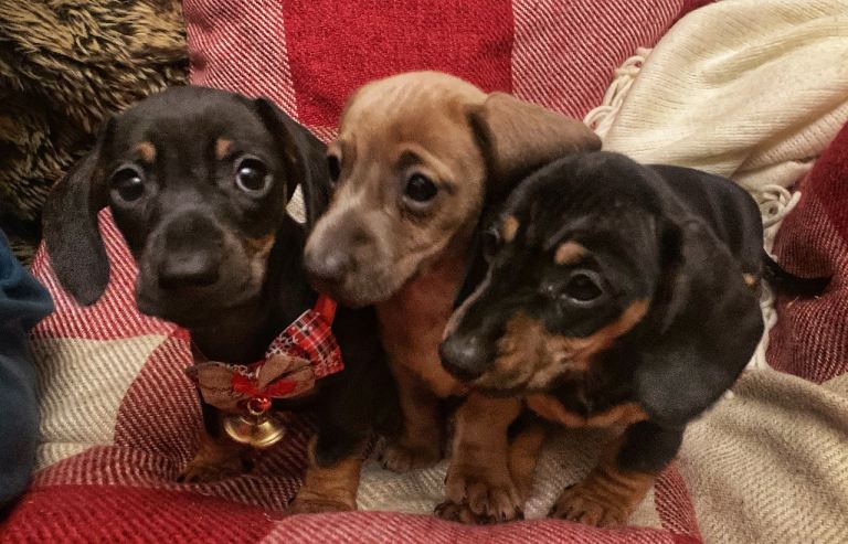 Mini dachshund puppies 