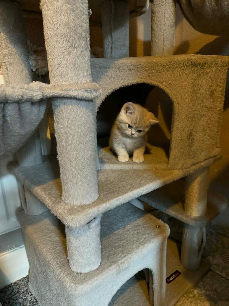 BSH Kittens for sale 