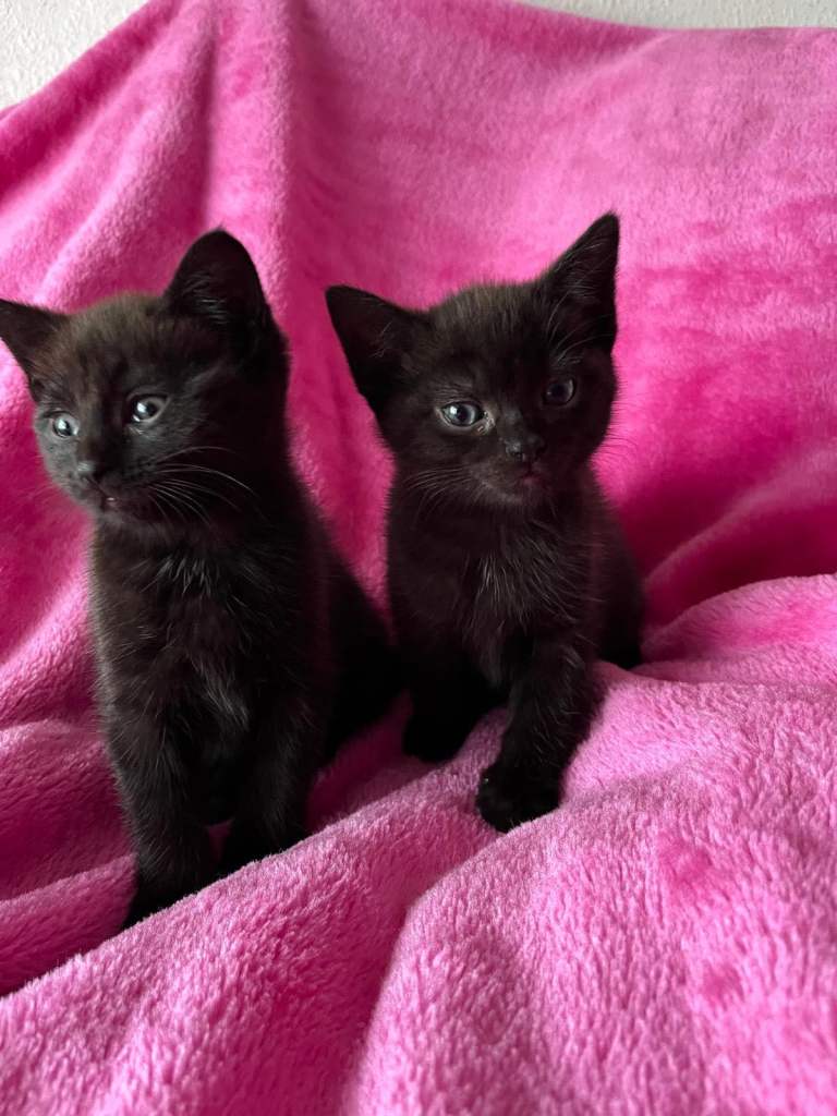 Male black kittens