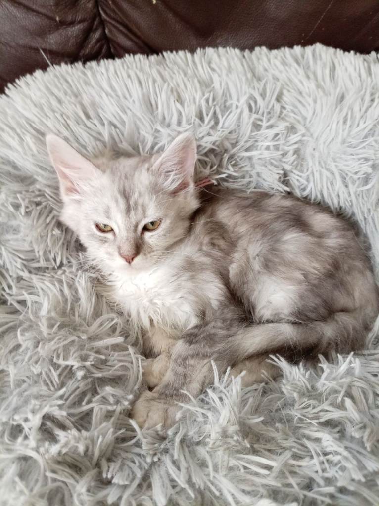 Raggdol cross maincoon