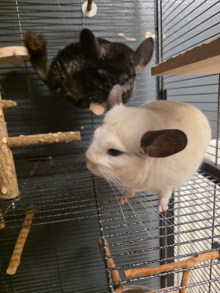 Chinchillas with setup