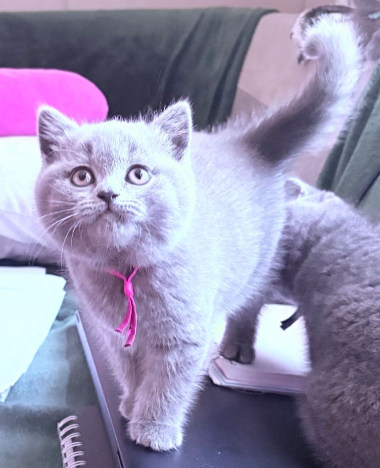 2 Left British Shorthair from Pedigree Family 