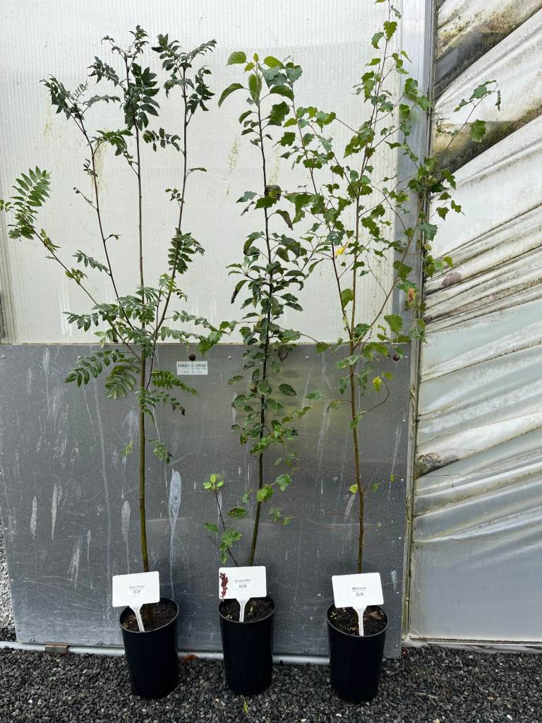 Trees Betula Pendula (Silver Birch) Sorbus Aucuparia  (Rowan) Pyrus Communis (Common Pear)