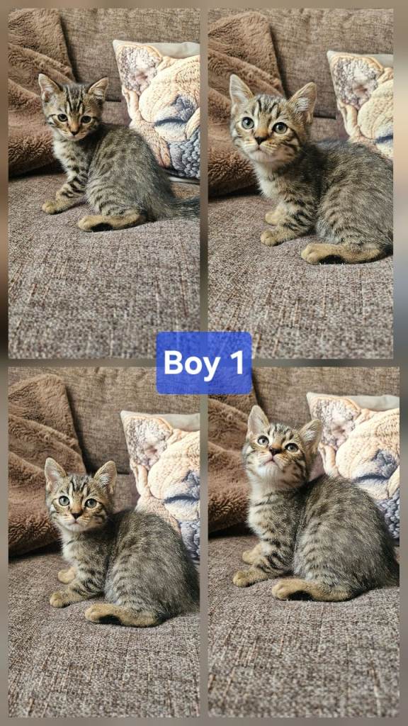 Bengal x kittens