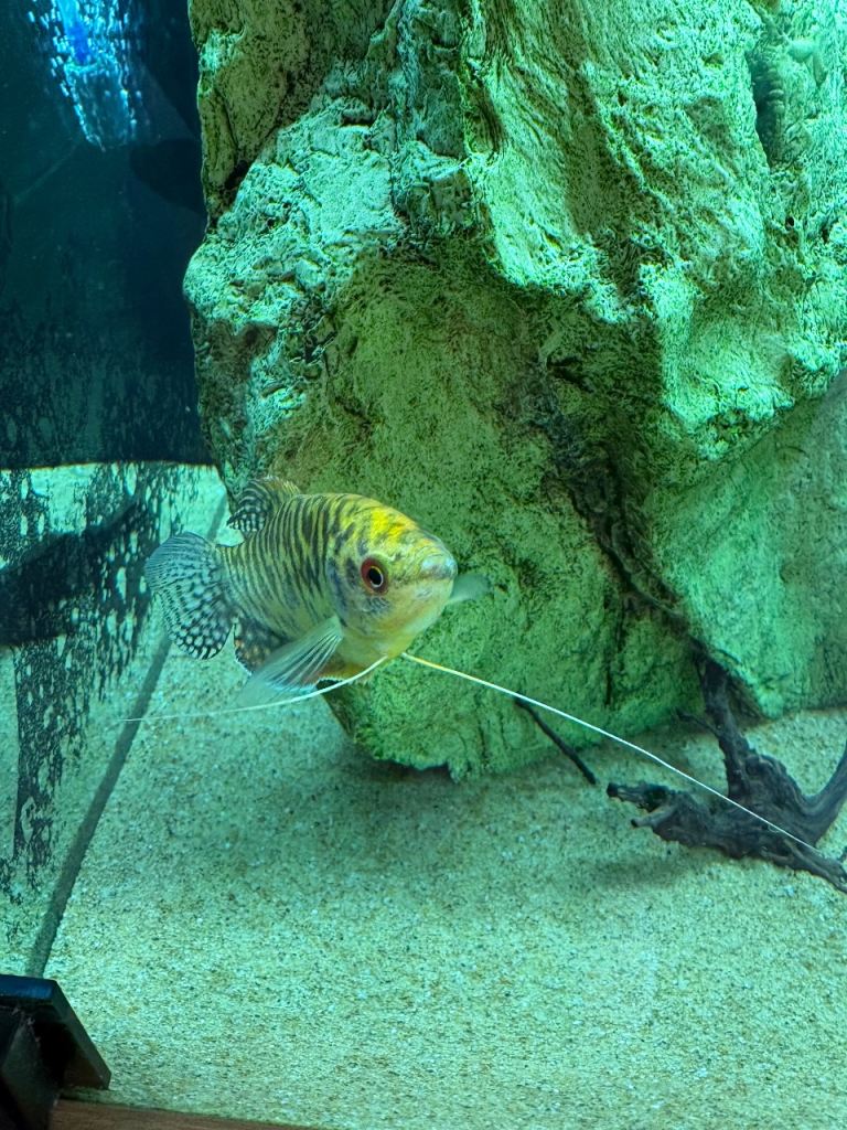 Tropical fish for sale