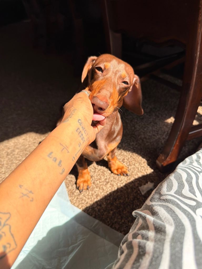 8 month old beautiful chocolate and tan Mini-dachshund puppy 