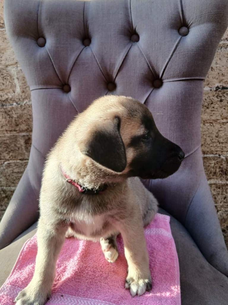 PEDIGREE TURKISH KANGAL PUPPIES!