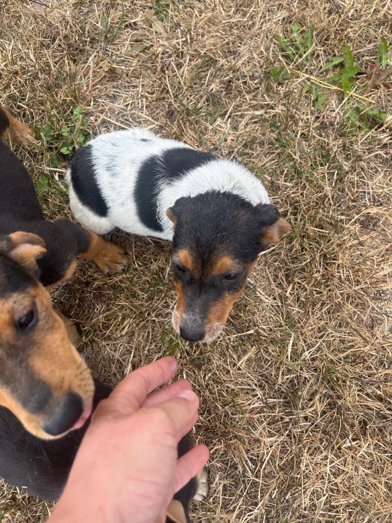 Jack Russells cross dachshund 