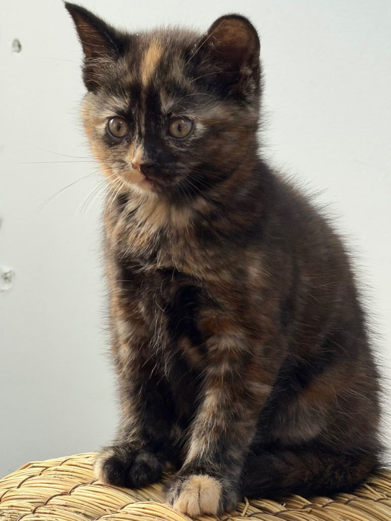 Adorable British  Shorthair mixed Kittens
