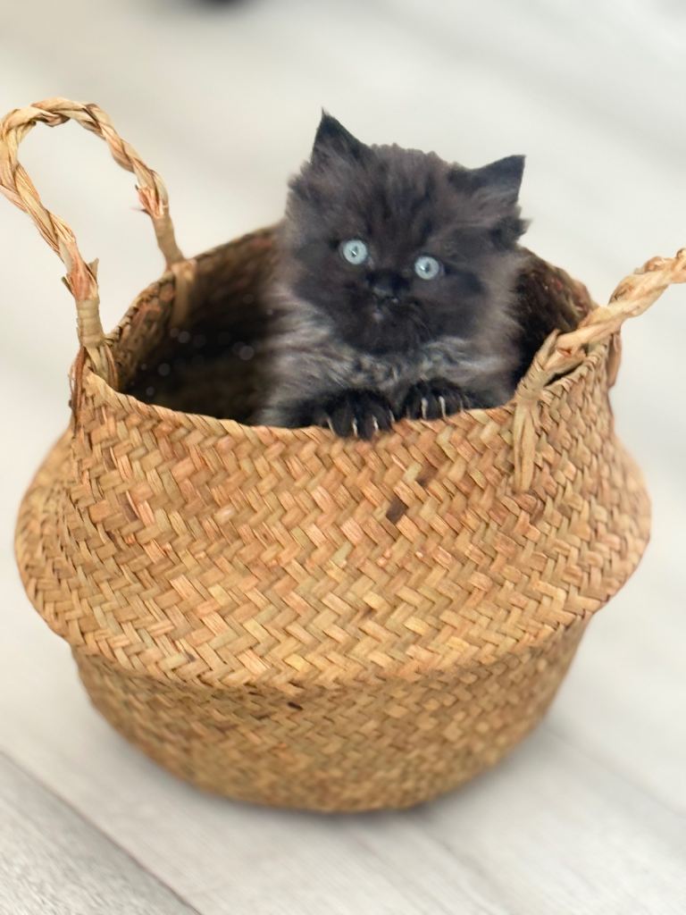 Mixed breed (Ragdoll & British long hair)