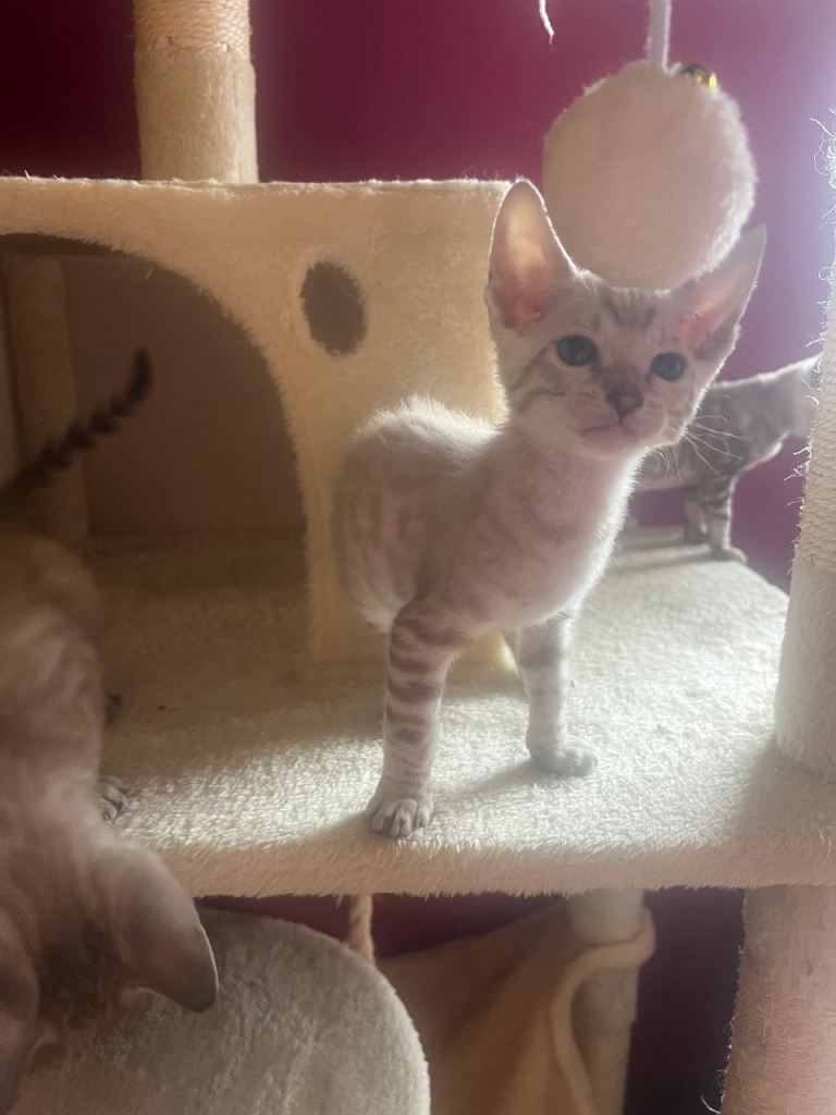 Bengal X kittens 