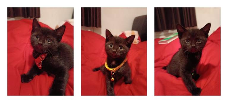 Stunning Kittens 