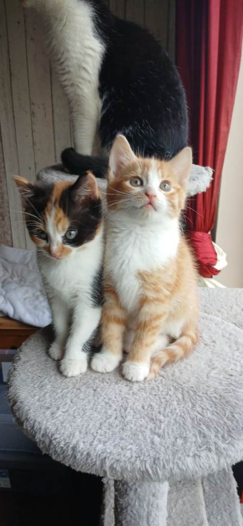 Male and female kittens