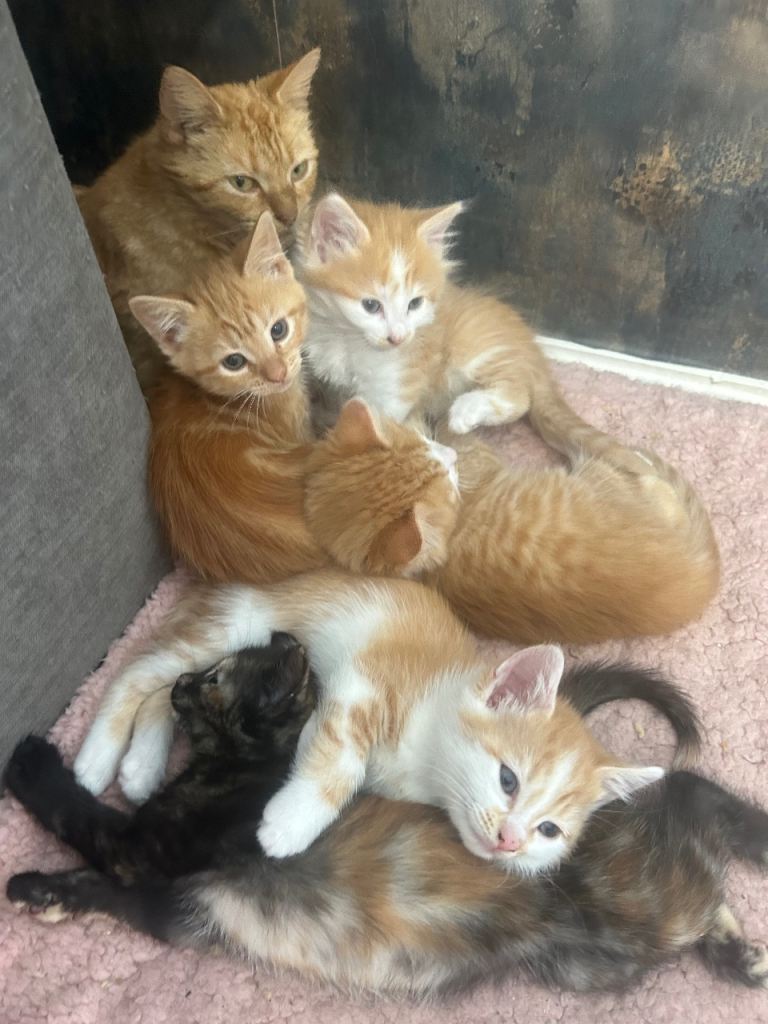 GORGEOUS KITTENS 