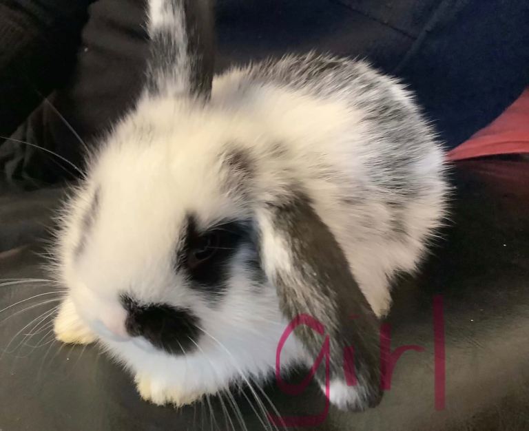 Mini lop baby bunnies