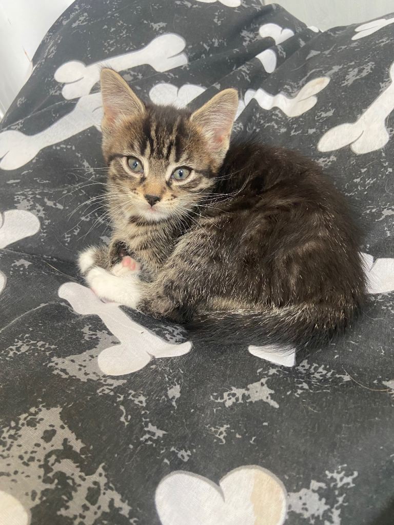 kittens 