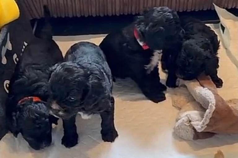 Cavapoo puppies 