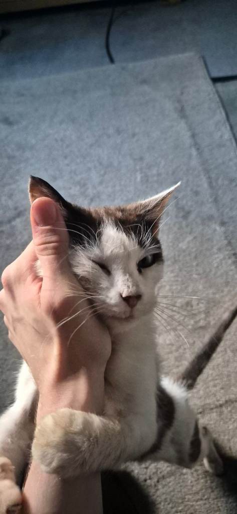 White with black spots cat 4+years +stuff