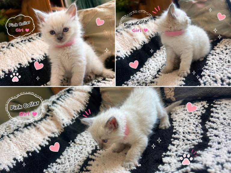 Beautiful Ragdoll kittens ready to go 