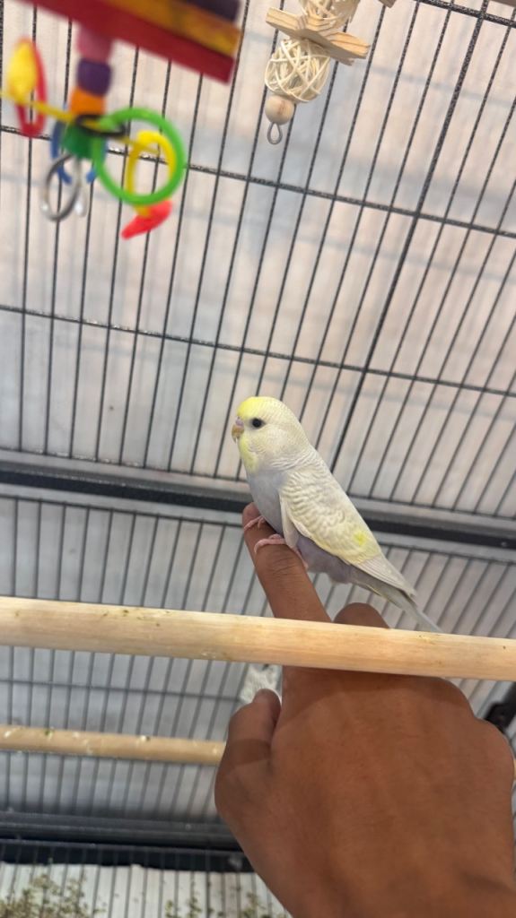 Hand tamed rainbow clearwing budgies