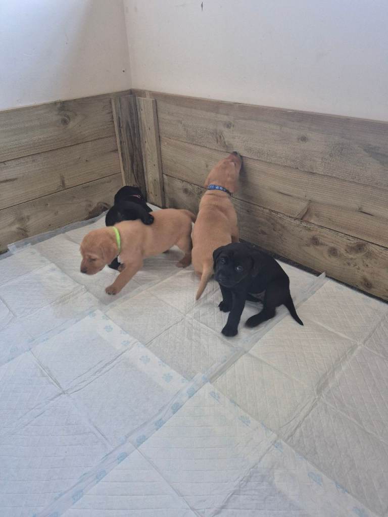 Lab pups