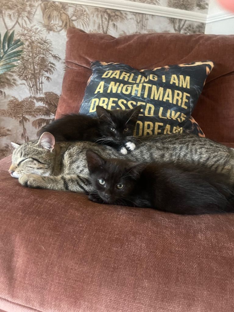 Two Gorgeous Female 8 Week Old Kittens Black & White. 