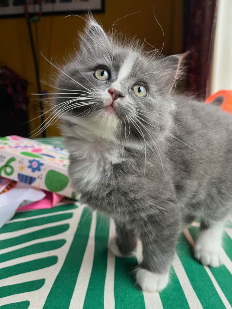 Ragdoll x BSH Kittens