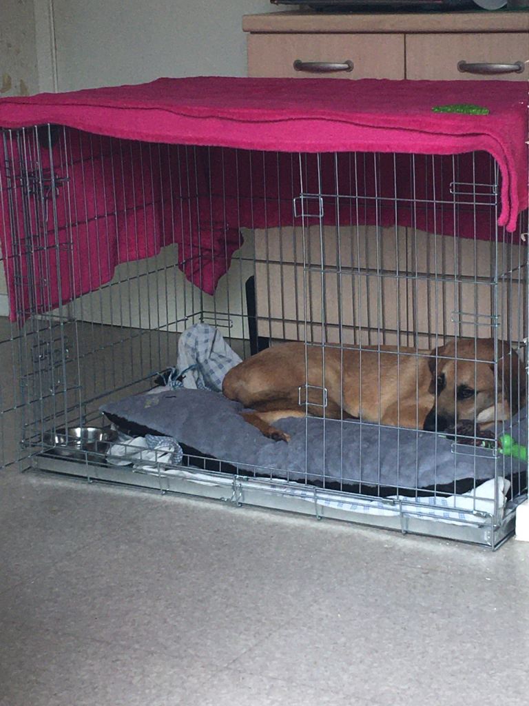 Large Dog Crate 